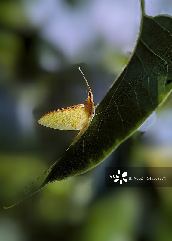 叶子上侧逆光下的蜉蝣图片素材