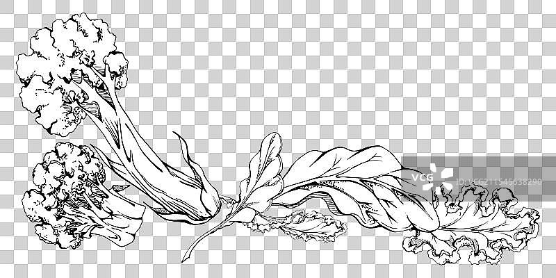 西兰花、卷心菜、蔬菜饮食与健康图片素材