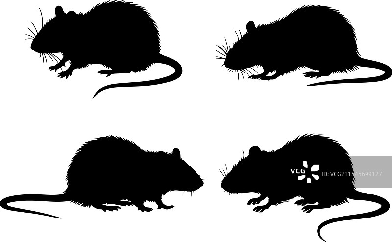 老鼠轮廓套件图片素材