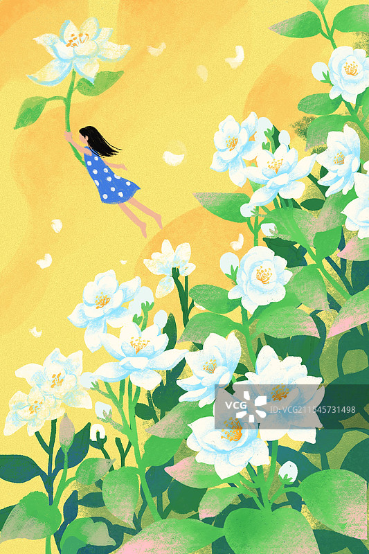 小暑茉莉花图片素材