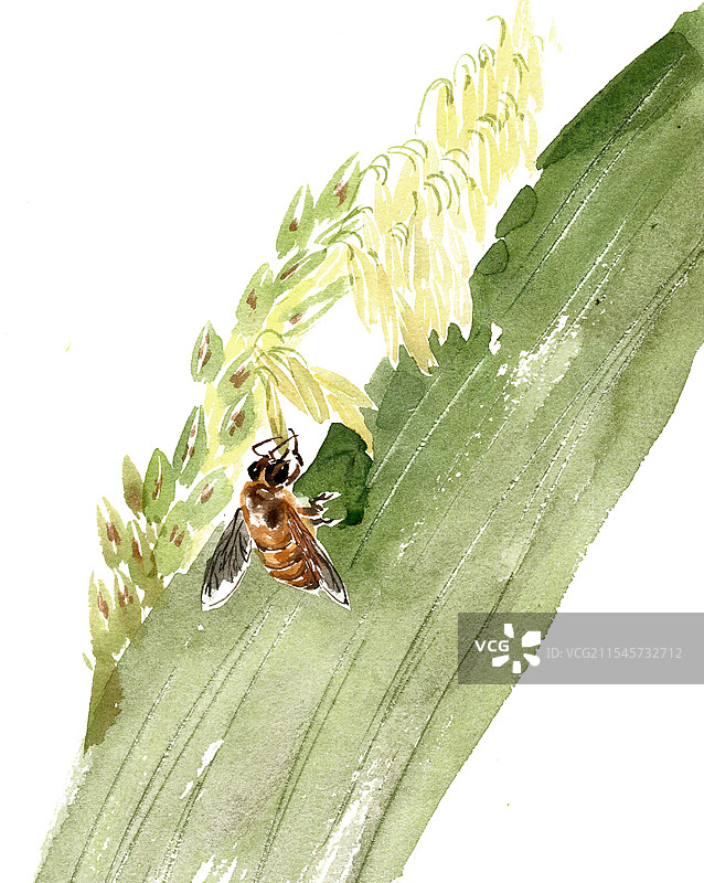 麦穗上的蜜蜂图片素材