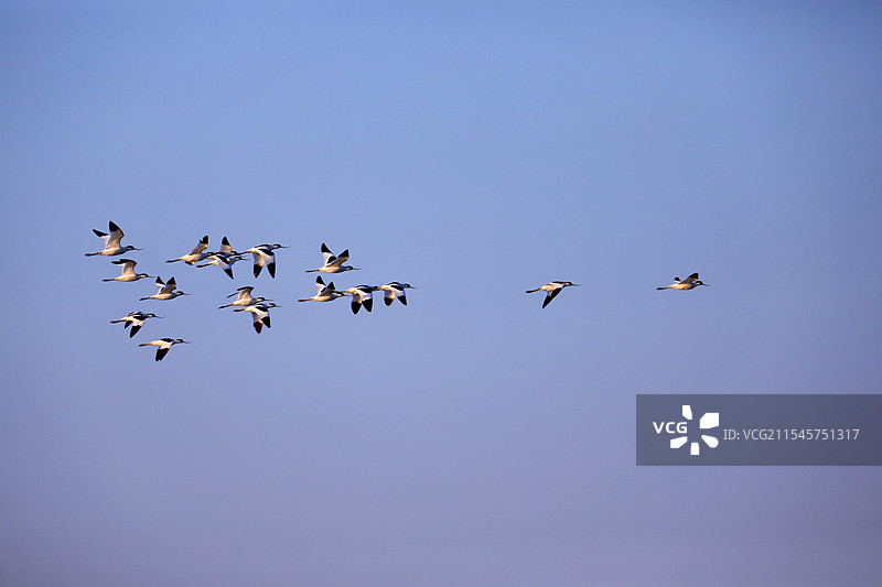 一群飞翔的白腹反嘴鹬图片素材