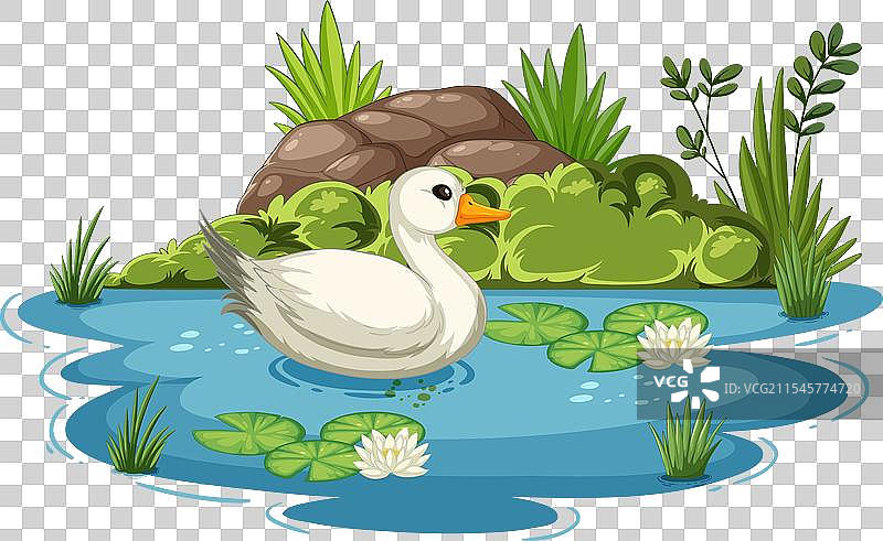 一只平静的鸭子漂浮在宁静的池塘中图片素材