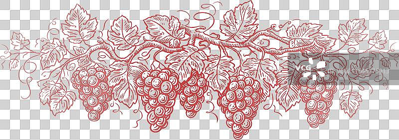 葡萄藤与葡萄和叶子，葡萄园图片素材