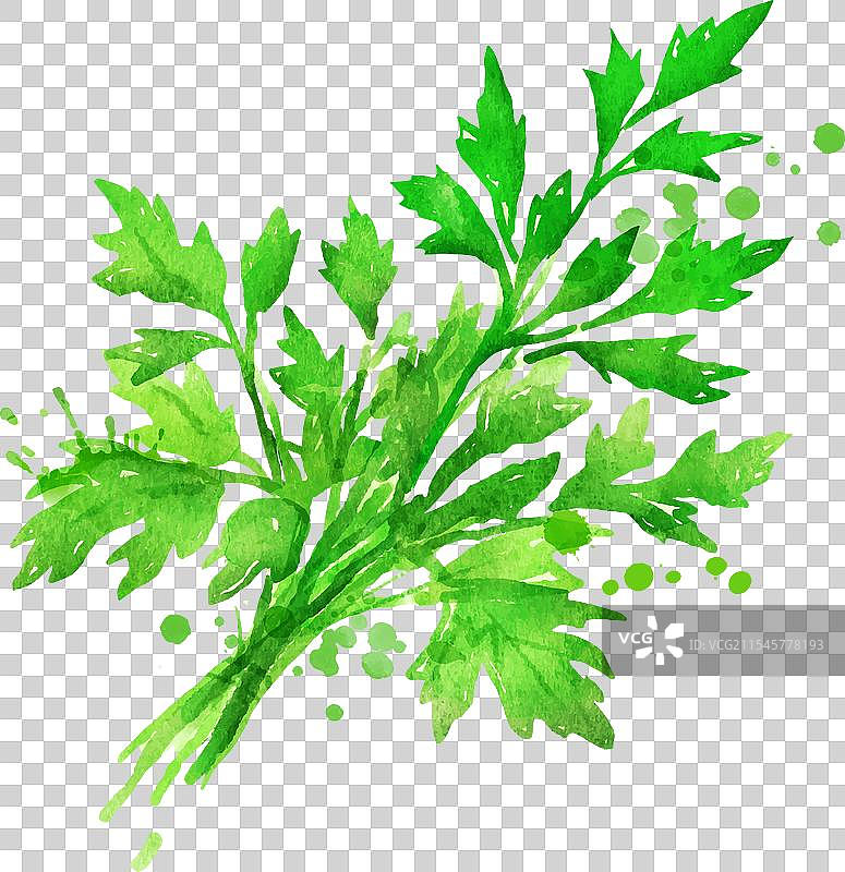 香菜的水彩画图片素材