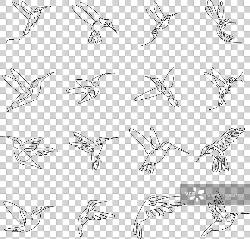 蜂鸟线条图片素材