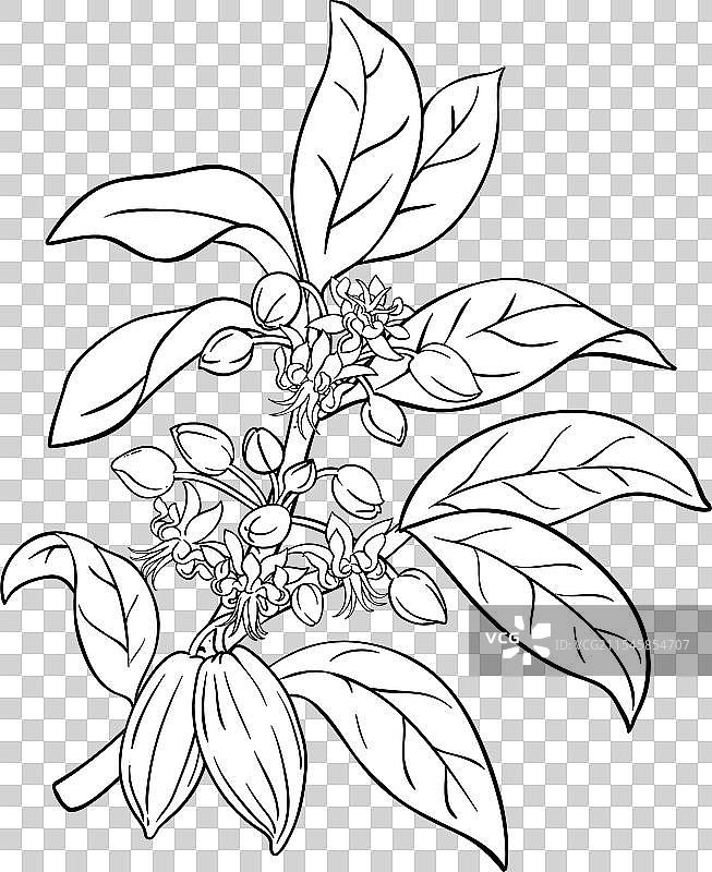 可可树枝与花朵轮廓图片素材