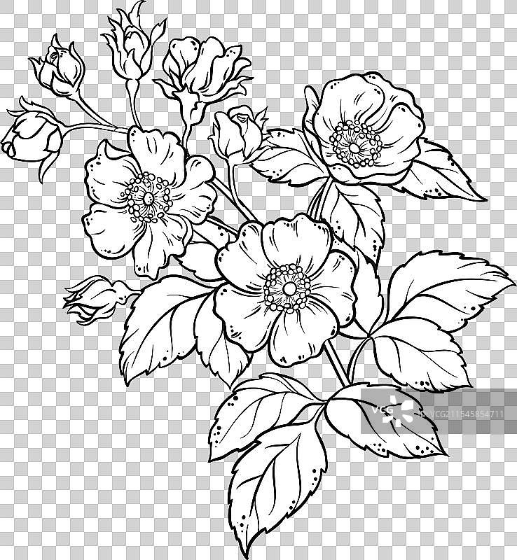 彩色详细的狗玫瑰枝条图片素材