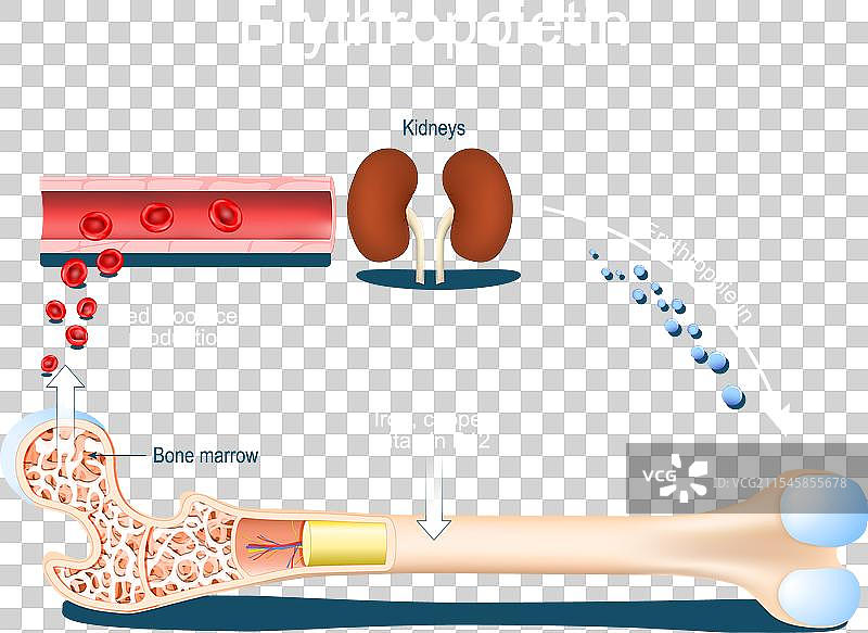 红细胞生成素在骨髓中的红细胞生成图片素材