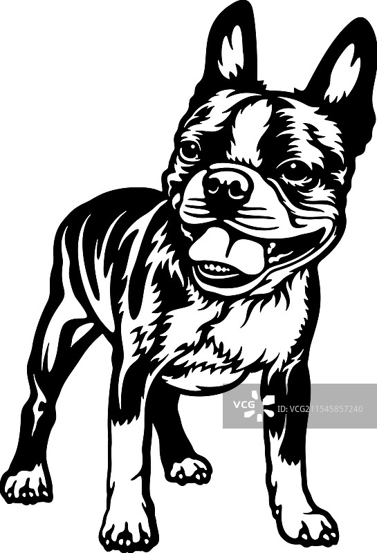波士顿 Terrier 狗品种 - 宠物剪切文件图片素材