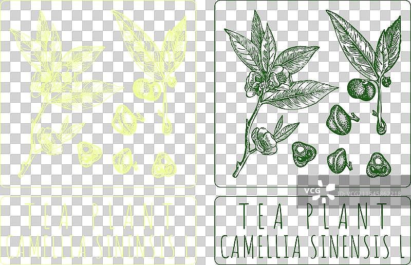 手绘茶树图案图片素材