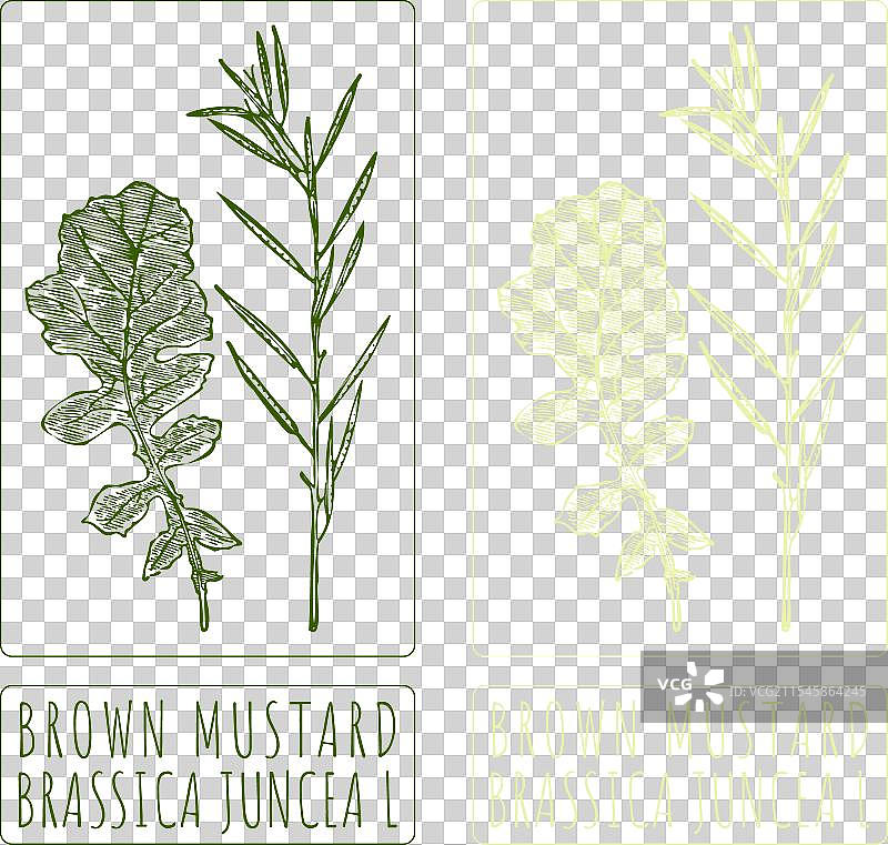 手绘棕色芥末图案图片素材