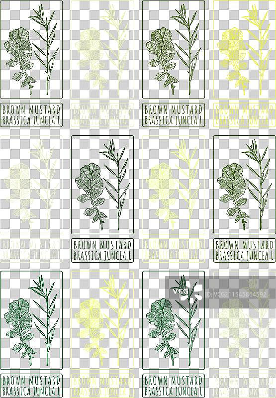 一组不同颜色的棕色芥末绘画图片素材