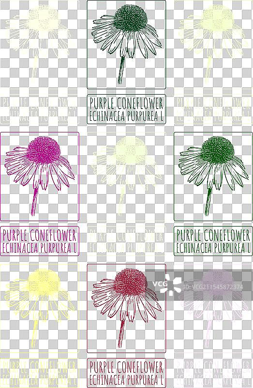 各种紫锥花的绘画作品集图片素材