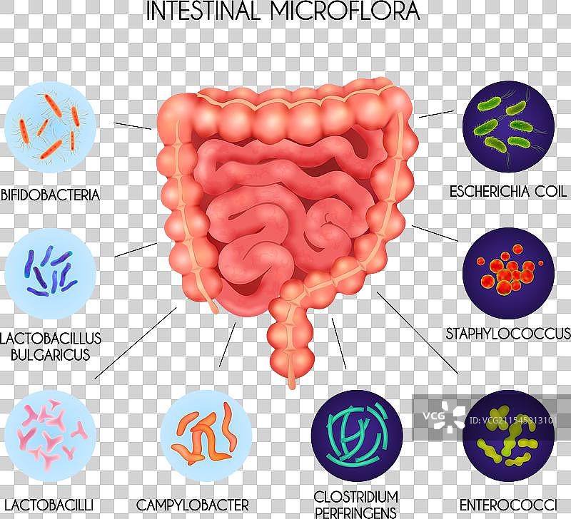 逼真的人类内部器官肠道图片素材