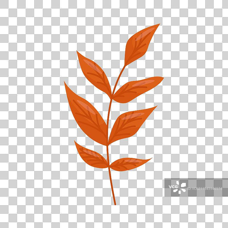 白色背景上的橙色秋叶图片素材