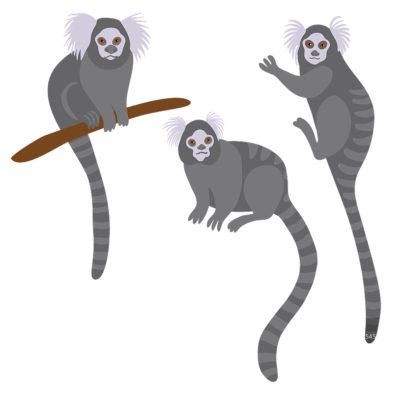 画白冠狨图片素材