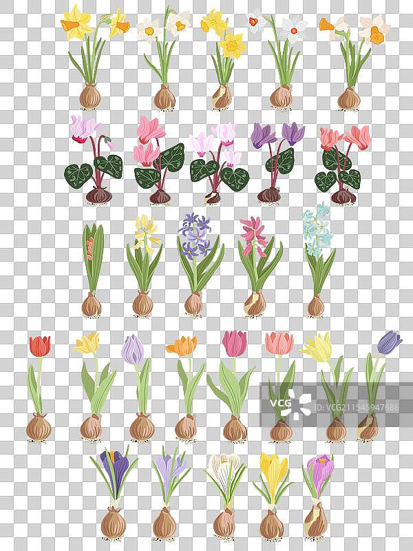 绘制野花图片素材