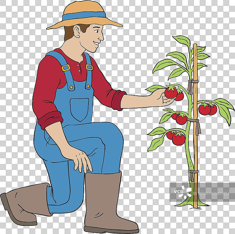 卡通农民在采摘蔬菜和水果图片素材