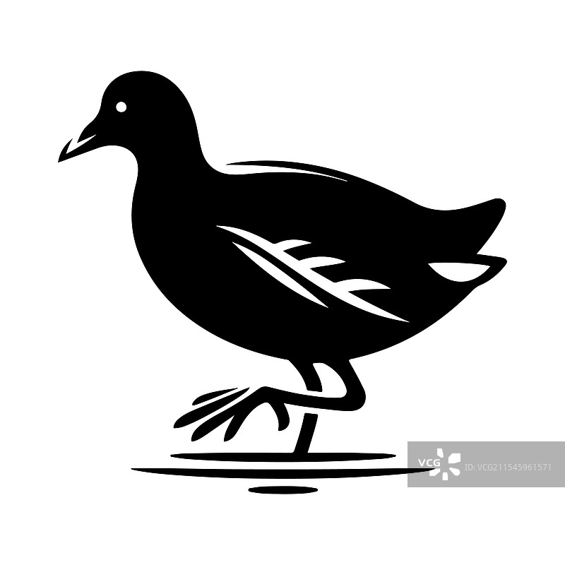 普通秧鸡和鹈鹕的完美剪影图片素材