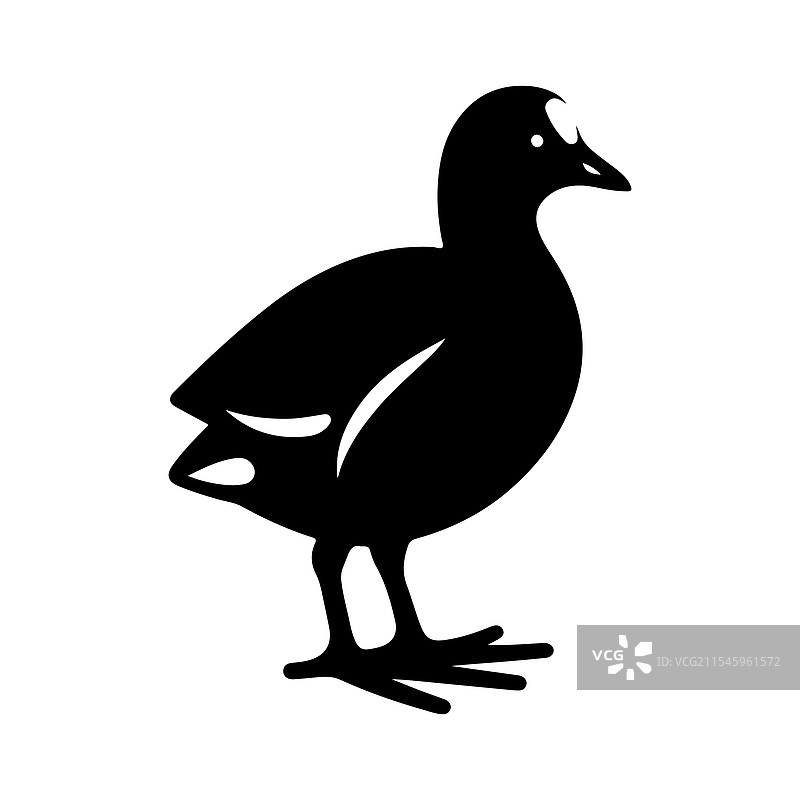 普通秧鸡和鹈鹕的完美剪影图片素材