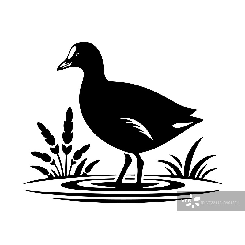 普通秧鸡和鹈鹕的完美剪影图片素材