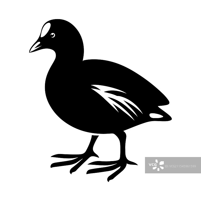 普通秧鸡和鹈鹕的完美剪影图片素材