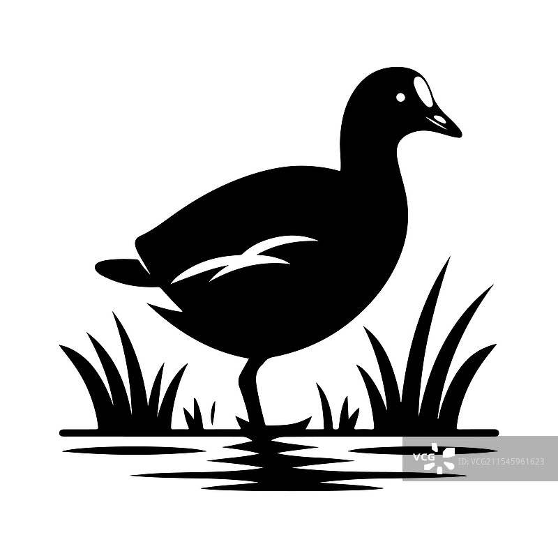 普通秧鸡和鹈鹕的完美剪影图片素材