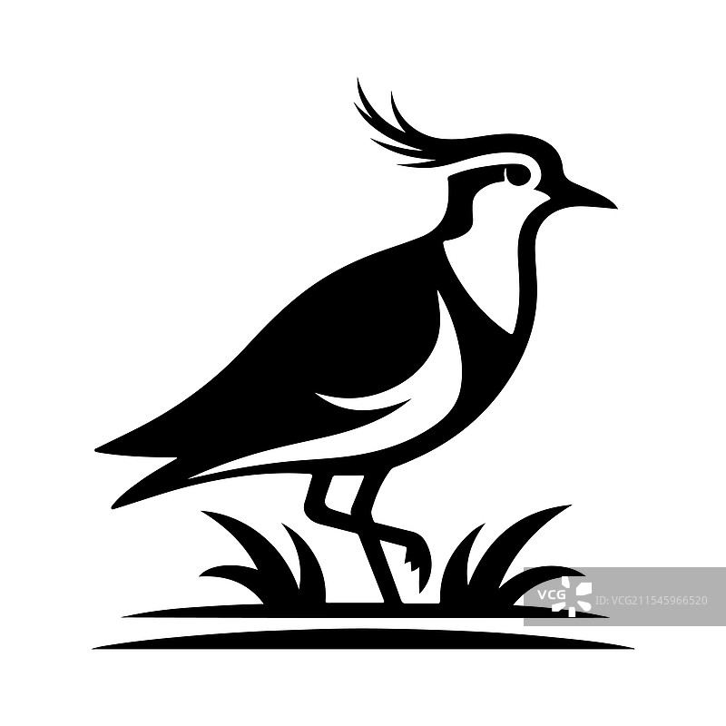 南方环颈鸻剪影高质量鸟类图片素材