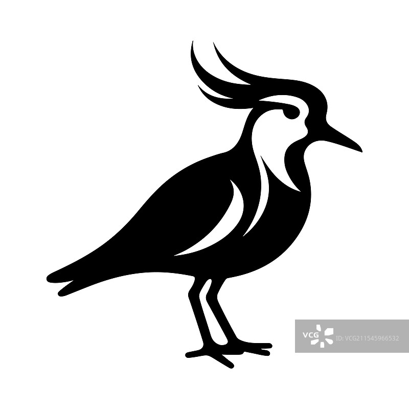 南方环颈鸻剪影高质量鸟类图像图片素材