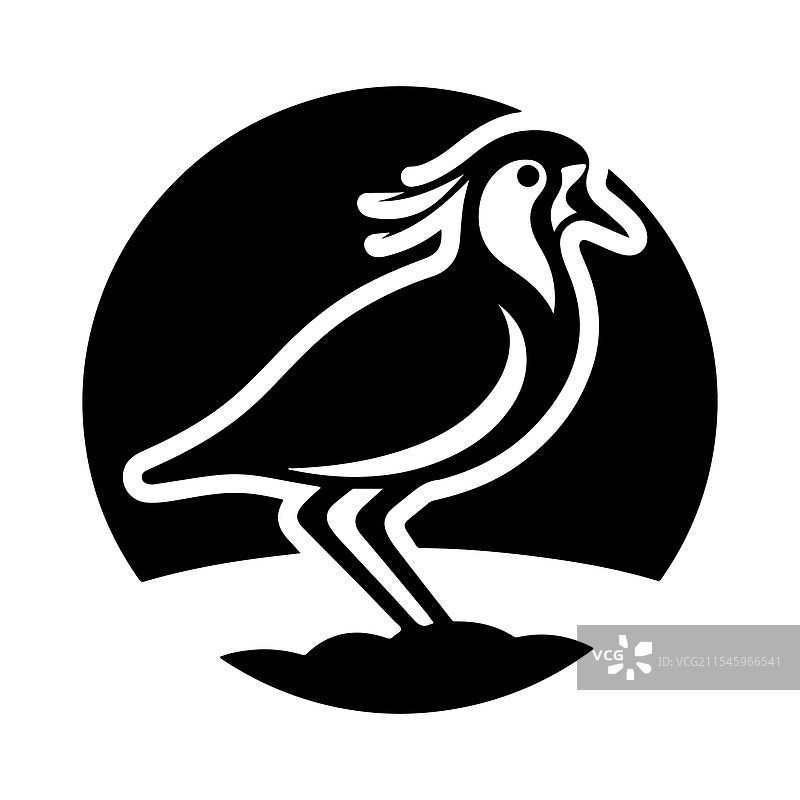 南方环颈鸻剪影高质量鸟类图像图片素材