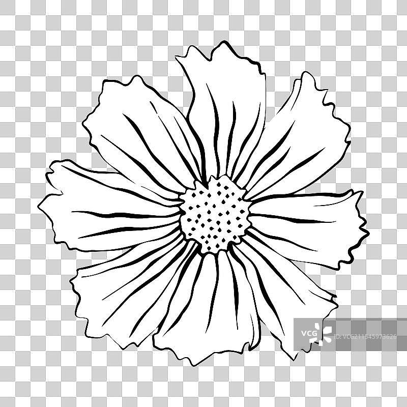 宇宙花宇宙花用于图片素材