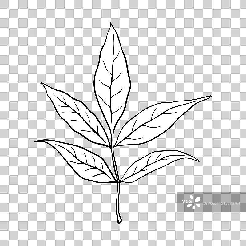 孤立的灰树叶线条艺术风格图片素材