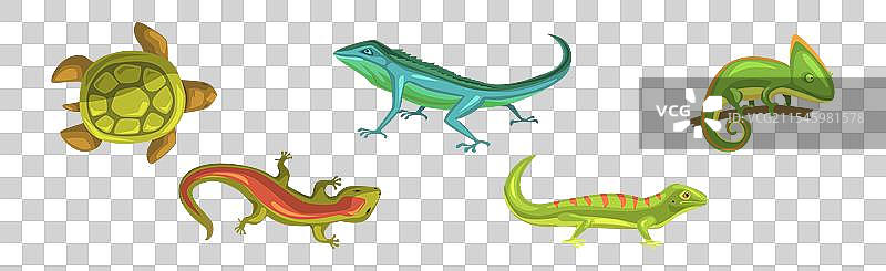 色彩斑斓的野生爬行动物和两栖动物图片素材