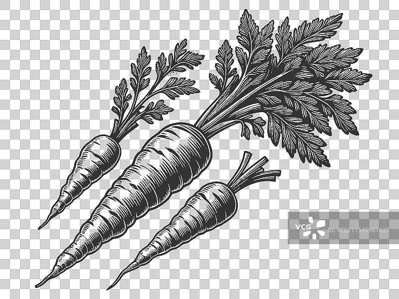 胡萝卜雕刻素描图片素材