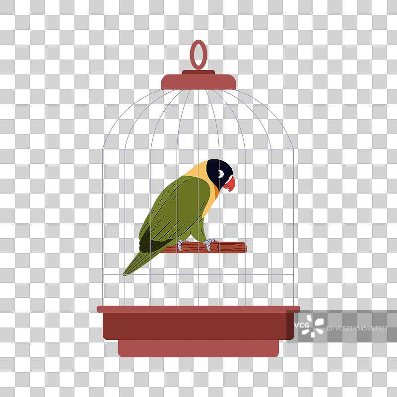 鸟笼中的爱情鸟鹦鹉图片素材