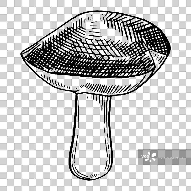 手绘蘑菇素描图片素材