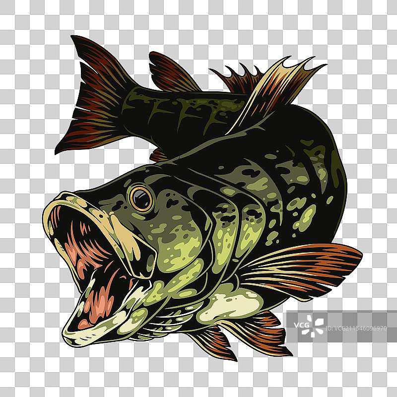 动态的鲈鱼跃出水面图片素材