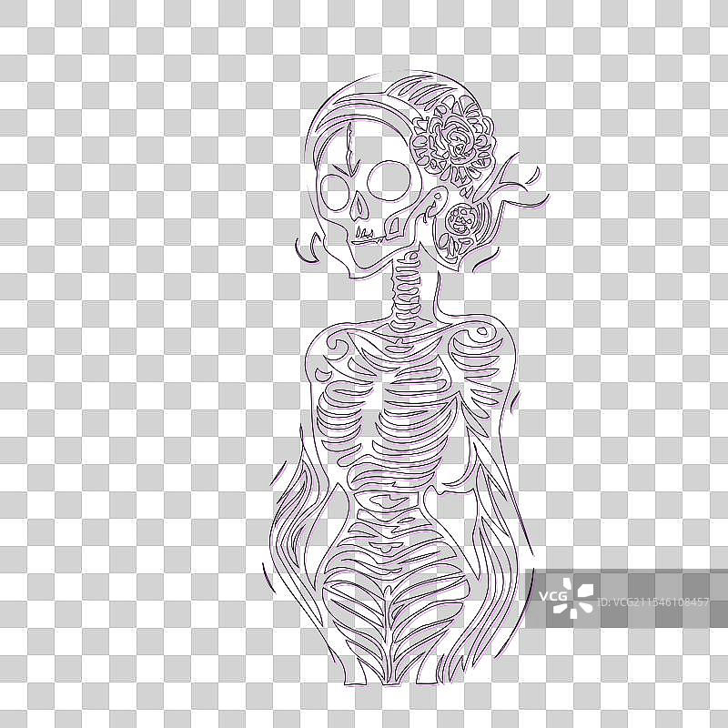 紫色骨女孩轮廓草图图片素材