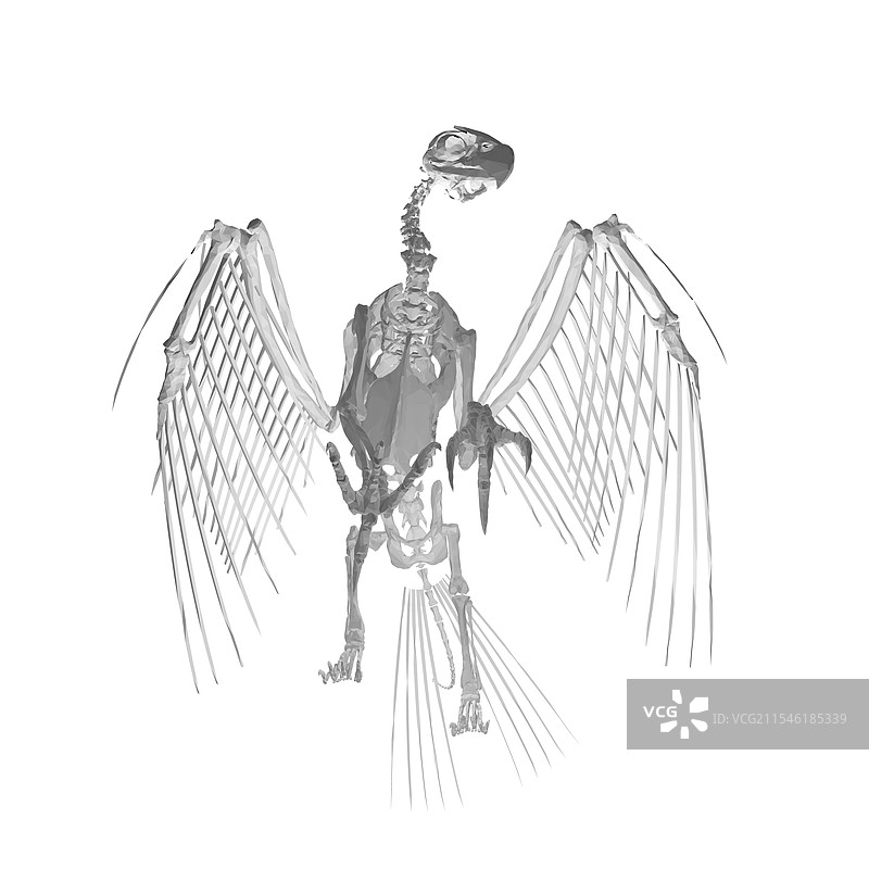 翼龙骨架 卡通风格的灭绝动物骨架图片素材