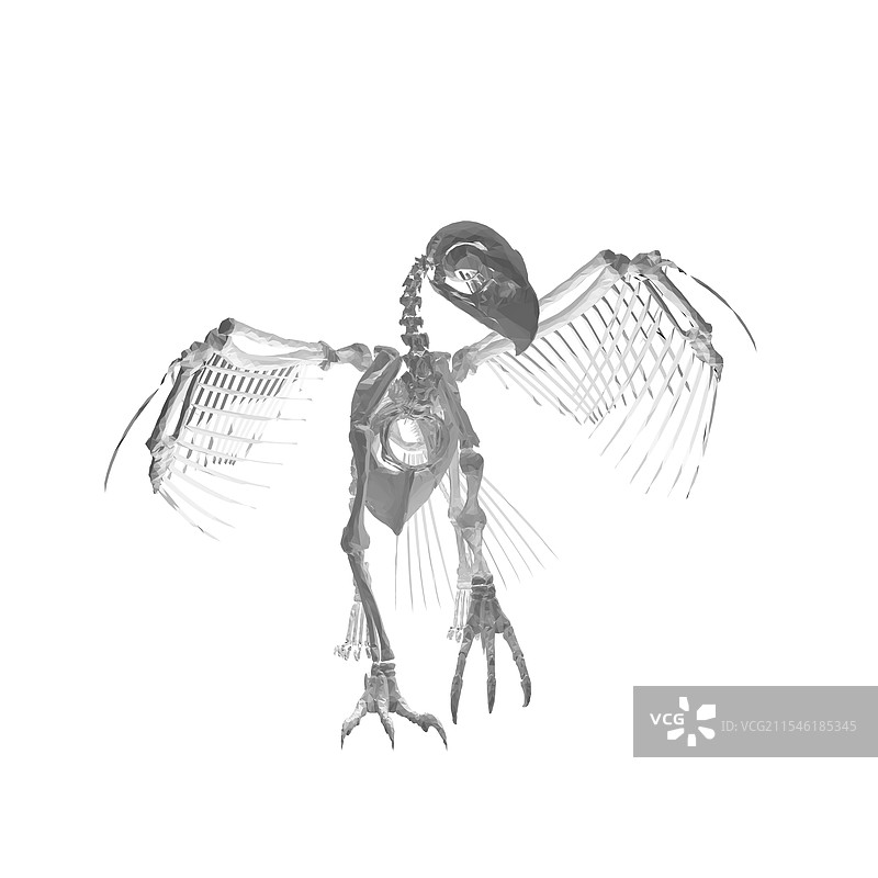 翼龙骨架 卡通风格的灭绝动物骨架图片素材