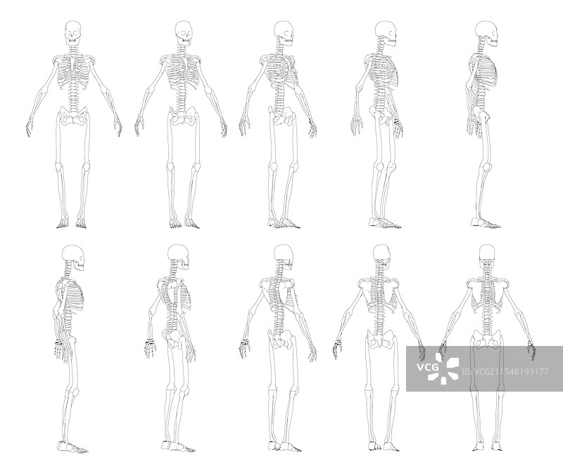 黑色人类骨骼轮廓的套件图片素材