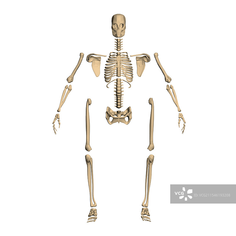 拆解的人体骨骼的多边形模型图片素材
