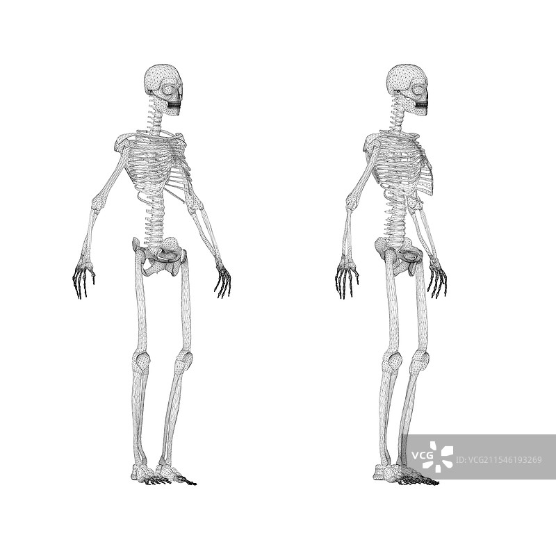 黑色人类骨架线框模型套件图片素材