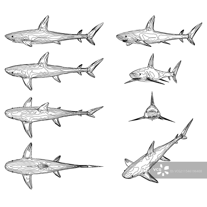 不同形状的鲨鱼轮廓集合图片素材