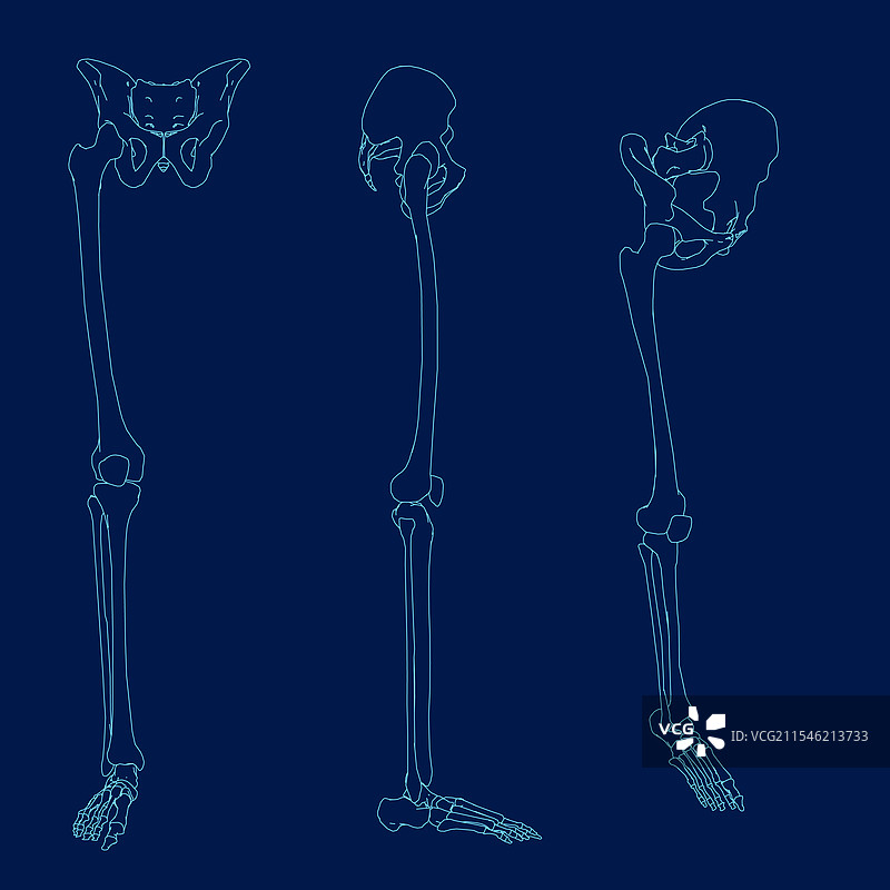 右腿骨轮廓前侧等距图图片素材