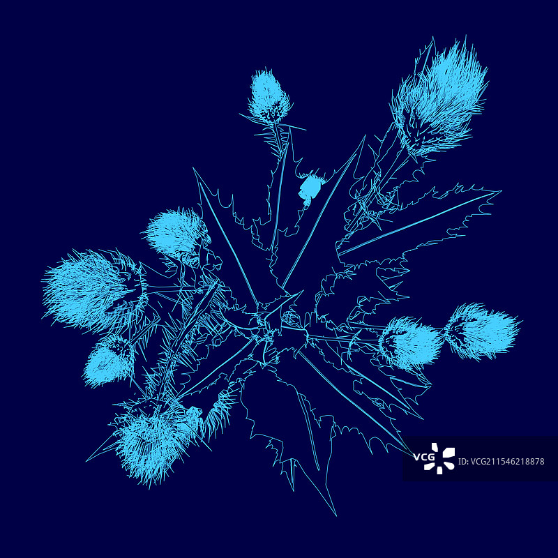 植物元素的顶部视图轮廓符号图片素材