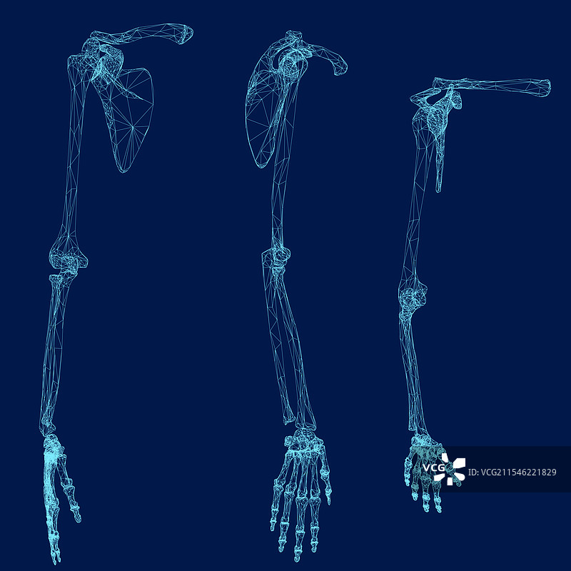 详细的蓝色线框人类骨骼手部结构图片素材