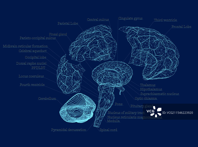 人脑部分的线框结构图片素材