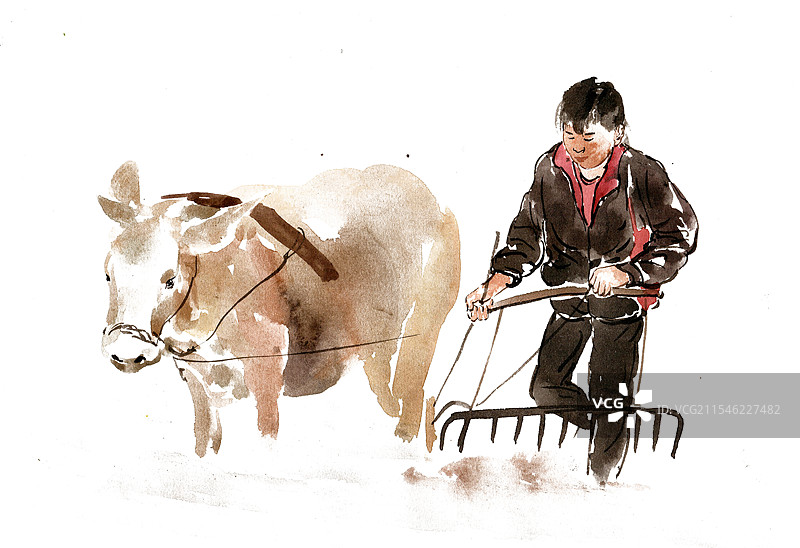 犁地的牛图片素材